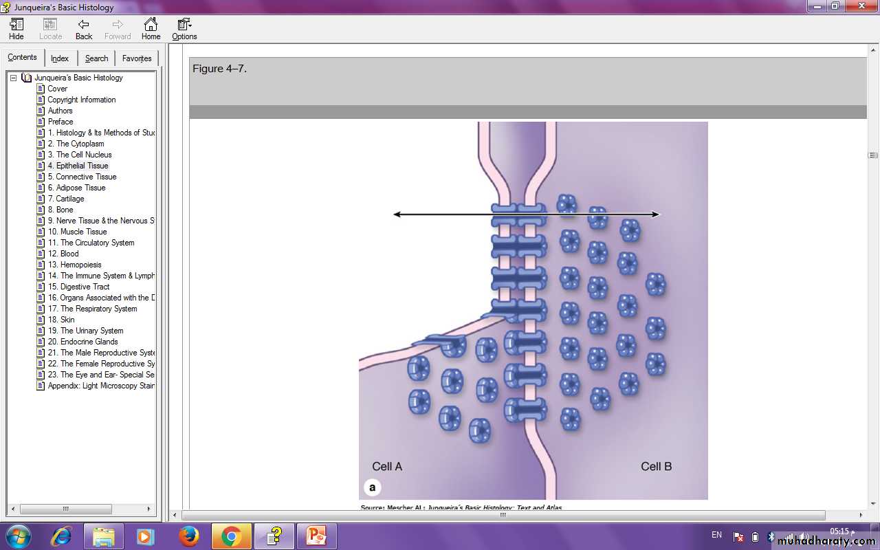 Characteristic features of epithelial cells