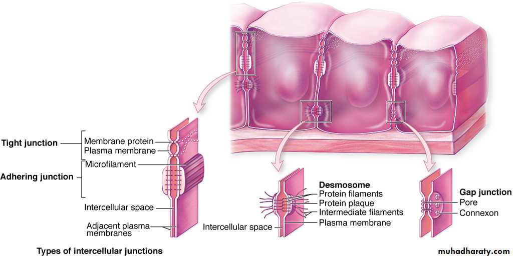 Characteristic features of epithelial cells