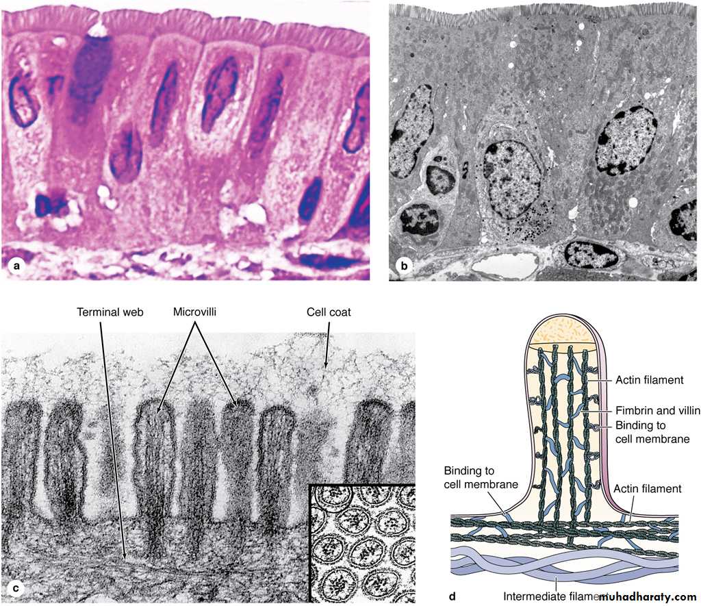 Characteristic features of epithelial cells