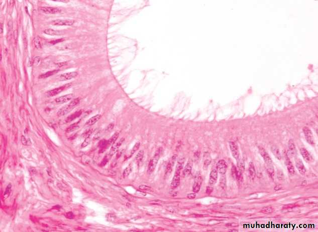 Characteristic features of epithelial cells