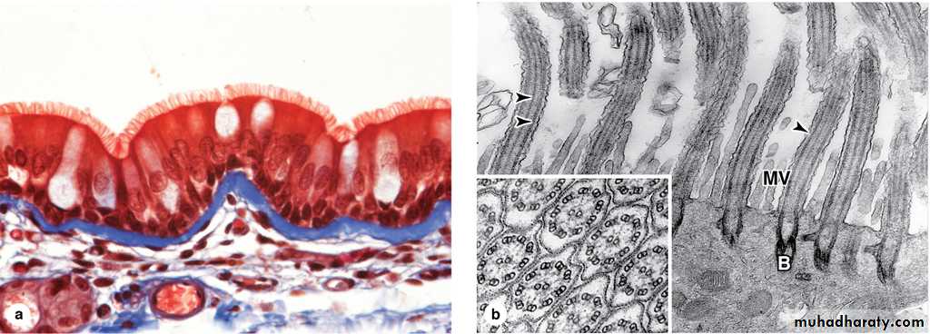 Characteristic features of epithelial cells