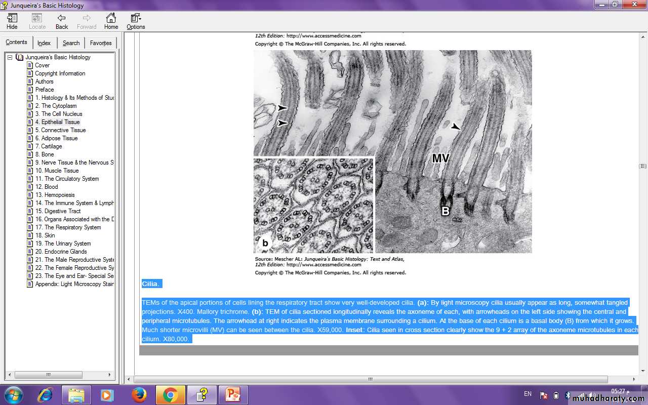 Characteristic features of epithelial cells