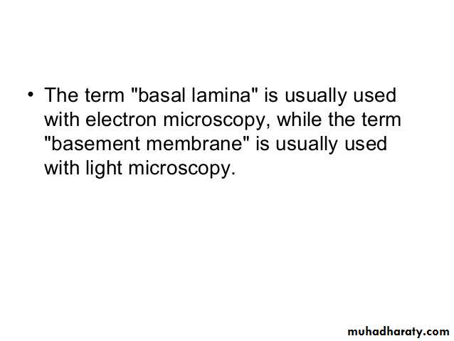 Characteristic features of epithelial cells