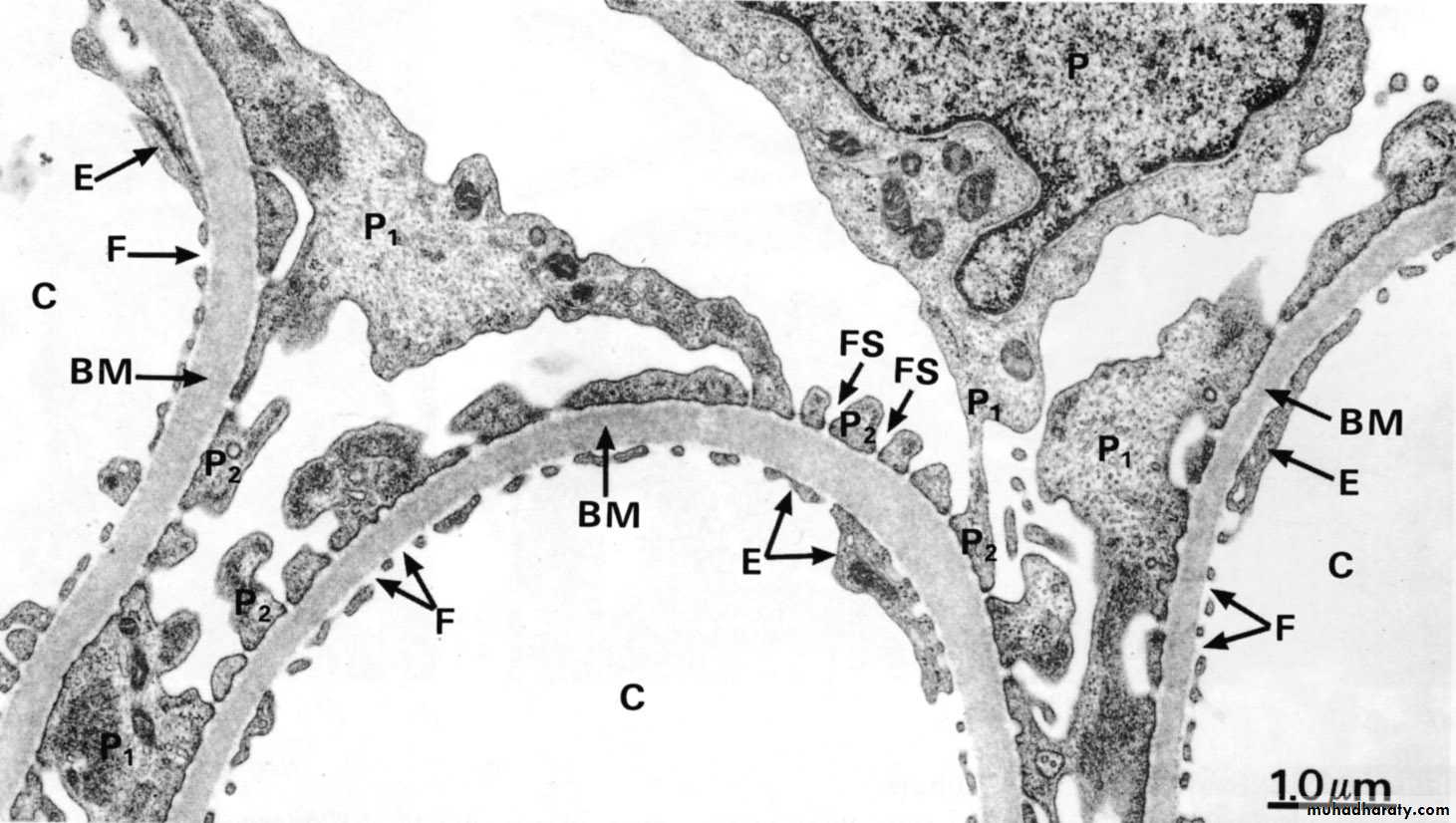 Characteristic features of epithelial cells