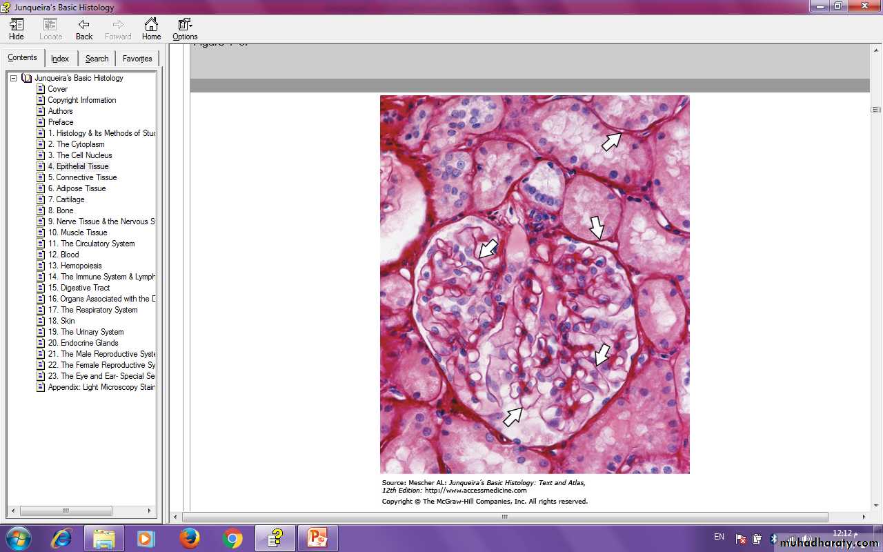 Characteristic features of epithelial cells