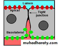 Characteristic features of epithelial cells