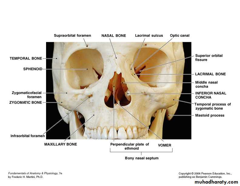 Facial fractures