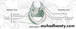 larynx