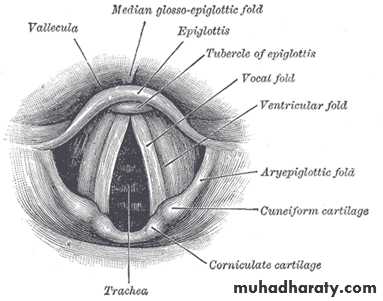 larynx