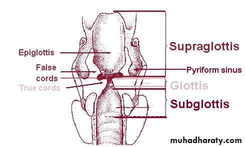 larynx
