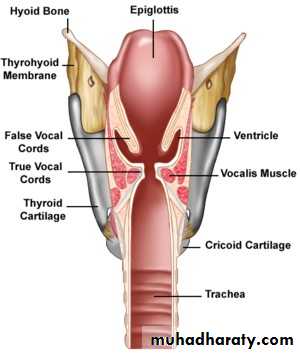 larynx
