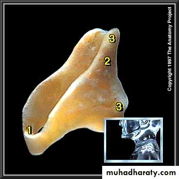 larynx