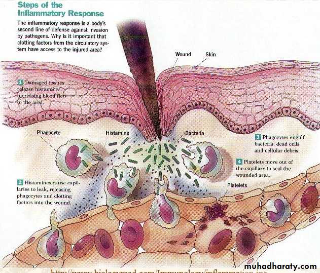 IMMUNOPATHOLOGY
