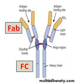 IMMUNOPATHOLOGY