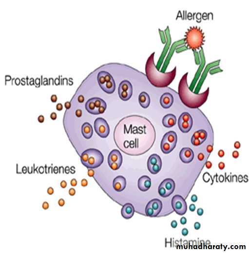 IMMUNOPATHOLOGY