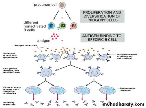 IMMUNOPATHOLOGY
