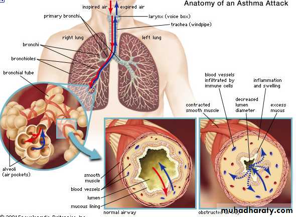 IMMUNOPATHOLOGY