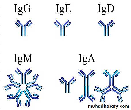 IMMUNOPATHOLOGY
