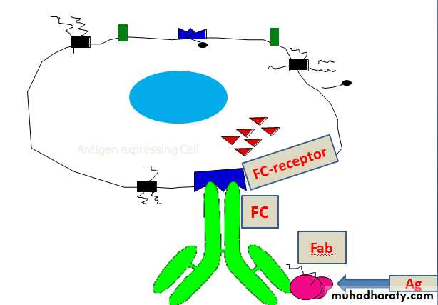 IMMUNOPATHOLOGY