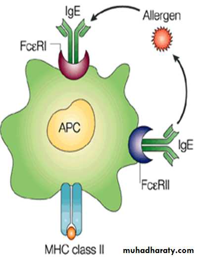 IMMUNOPATHOLOGY