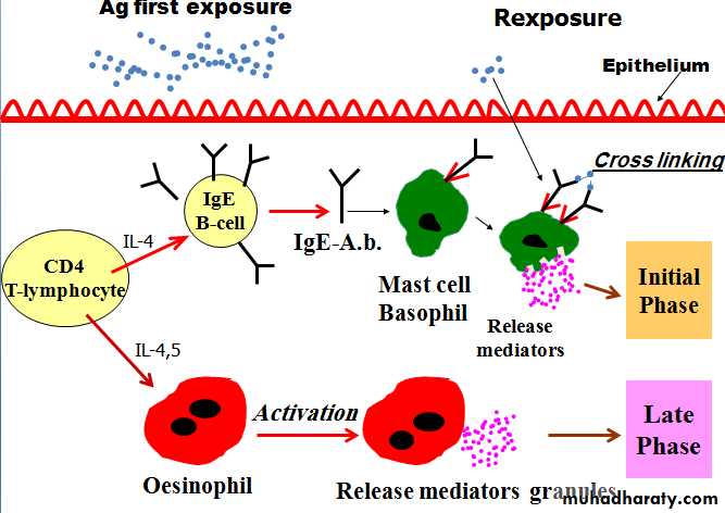 IMMUNOPATHOLOGY