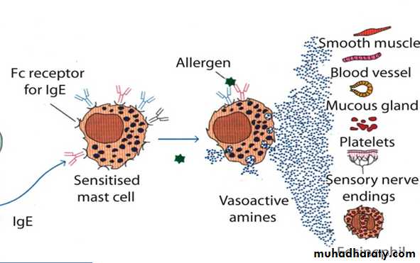 IMMUNOPATHOLOGY