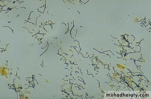 infectious disease