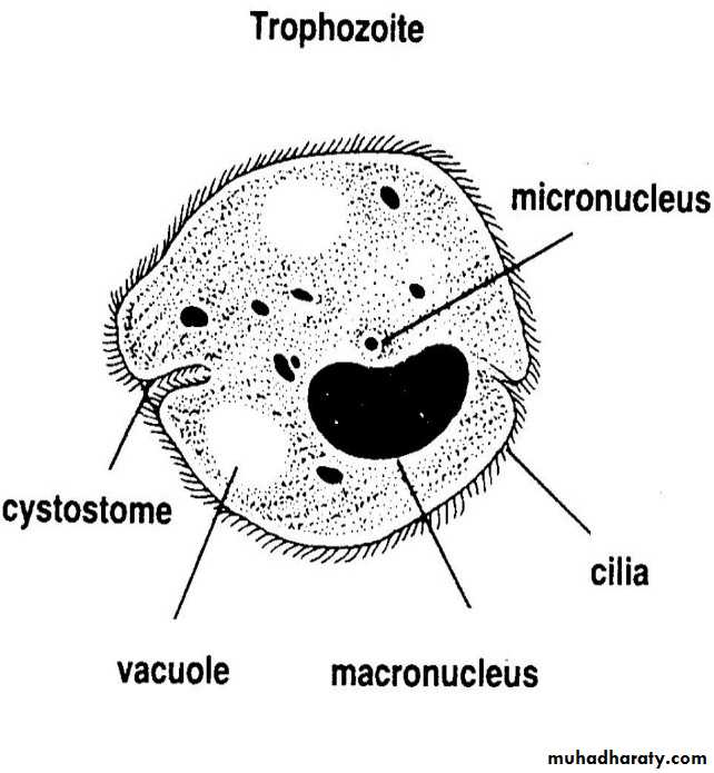 Introduction To Parasitology