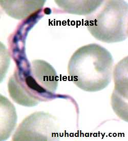 Introduction To Parasitology