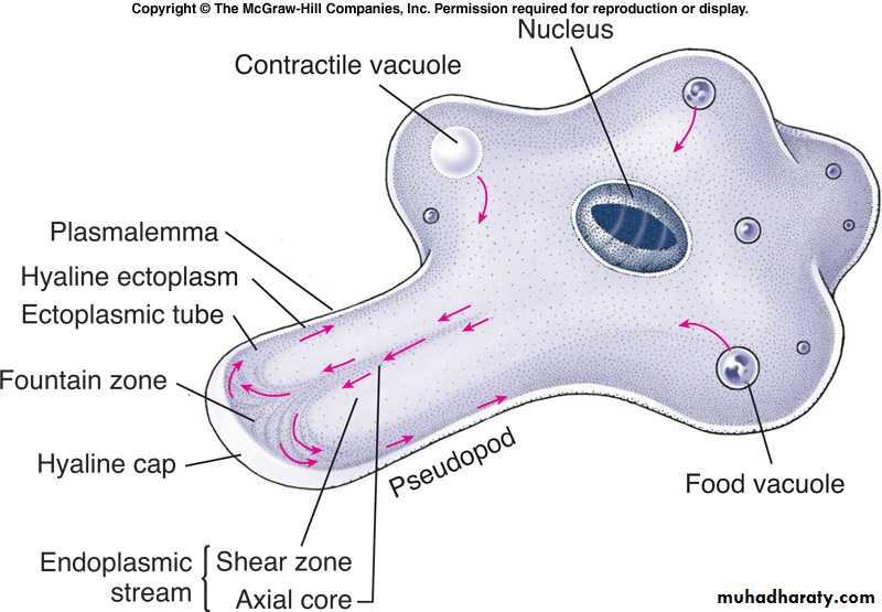 Introduction To Parasitology