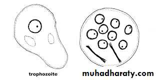 Amoebas