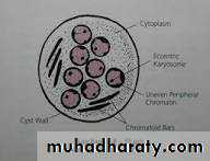 Amoebas
