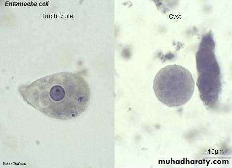 Amoebas