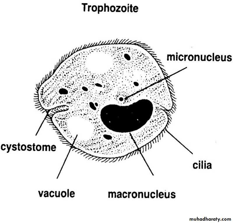 Balantidium coli