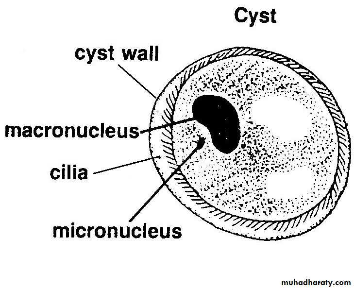 Balantidium coli