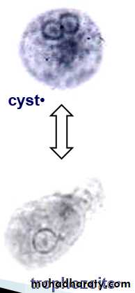 ENTAMOEBA HISTOLYTICA