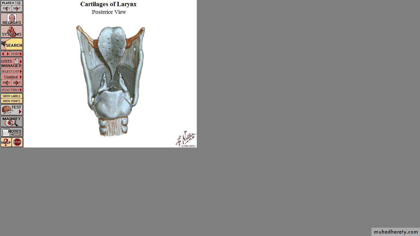 larynx