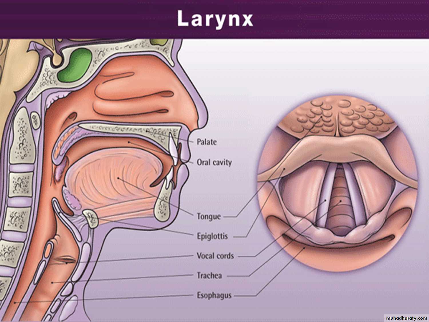 larynx