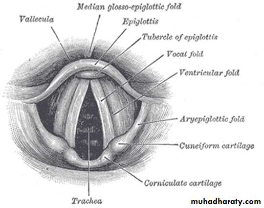 larynx