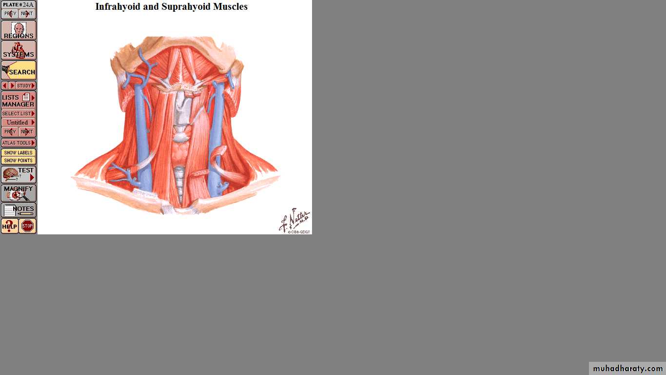 larynx