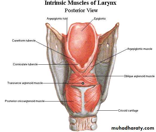 larynx