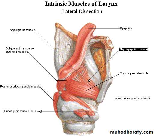 larynx