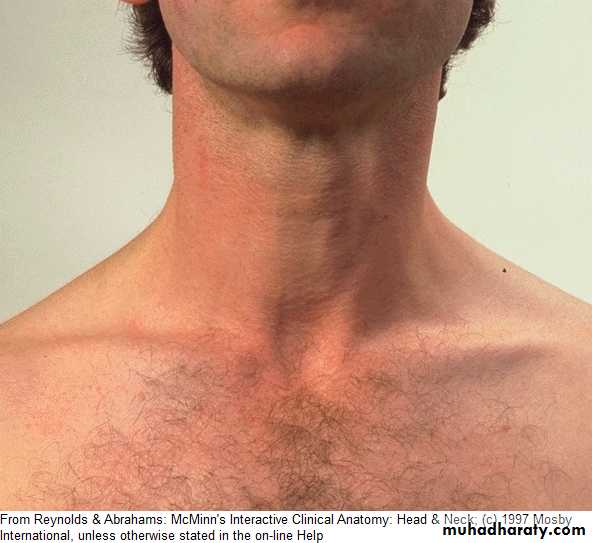 larynx