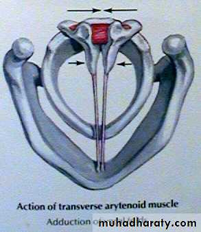 larynx