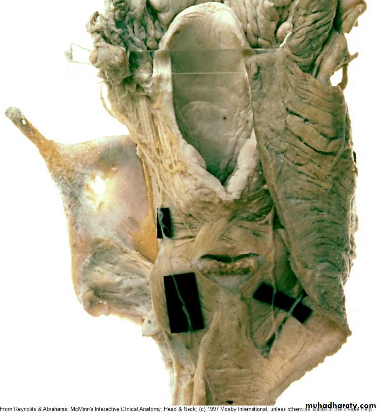 larynx