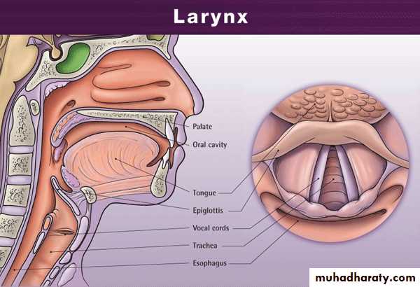 larynx