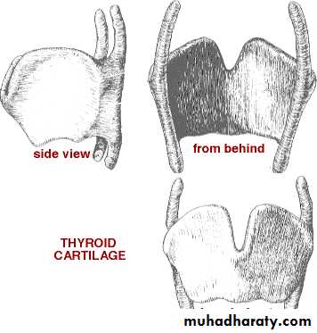 larynx