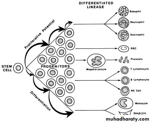 Red Blood Cells Disorders