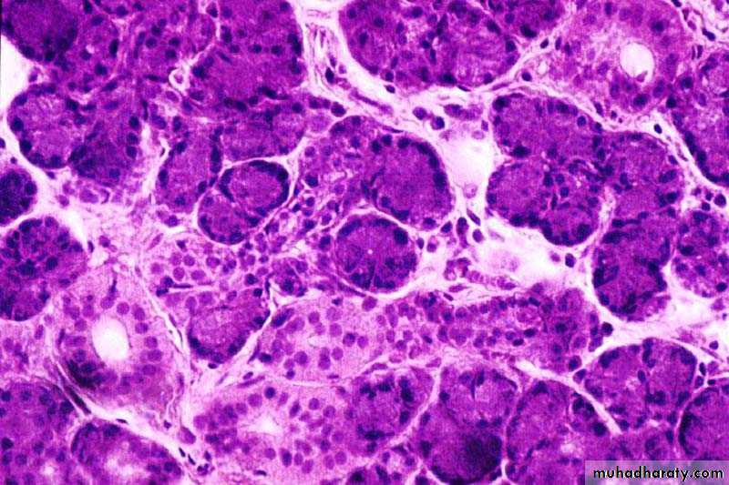 granular epithelial tissue