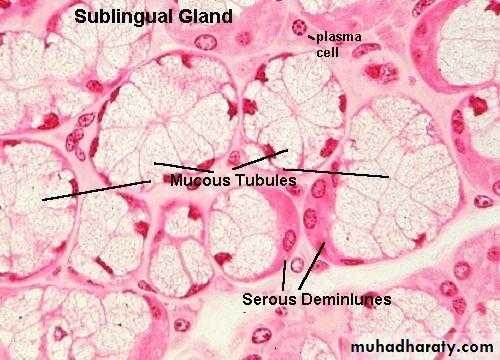 granular epithelial tissue